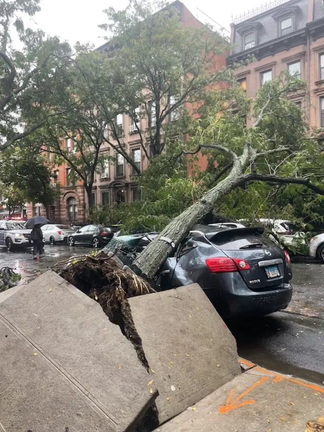 A tree smashes into a car in Brooklyn