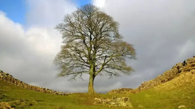 Sycamore Gap tree