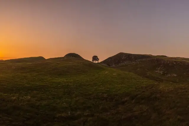 Sycamore Gap tree at sunset