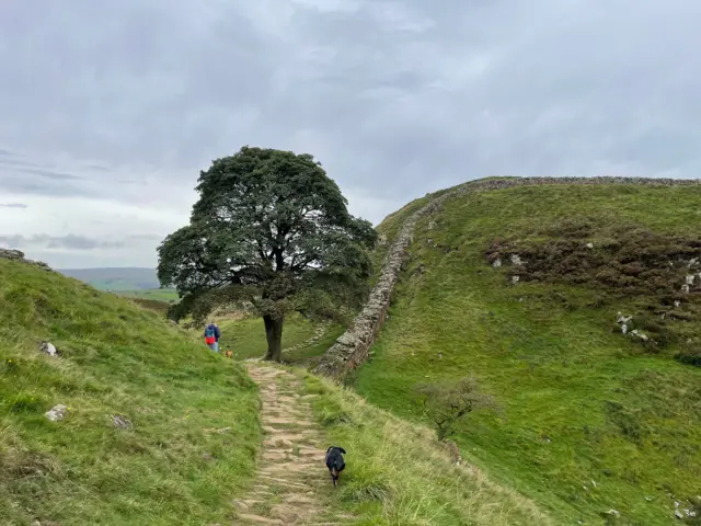 Imogen Potter's picture of the Sycamore Gap tree