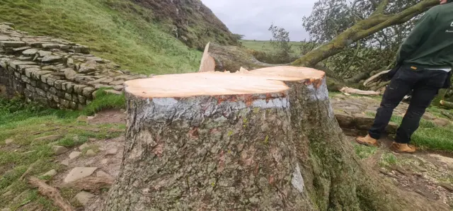 Stump of the tree after it was felled