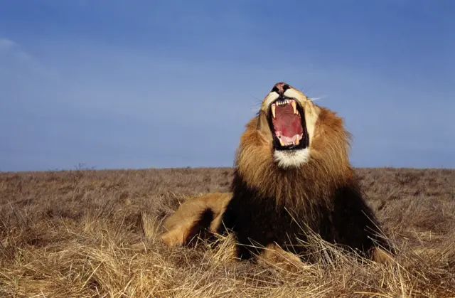 Lion with an open mouth