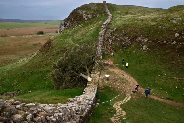 Sycamore Gap tree