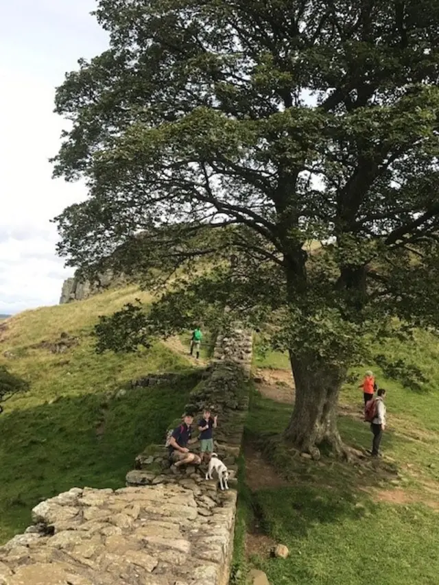 The Sycamore Gap tree