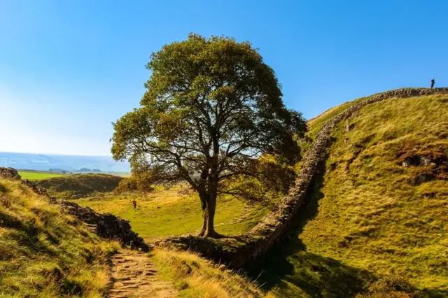 Sycamore Gap tree in the sunshine