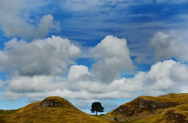 Sycamore gap