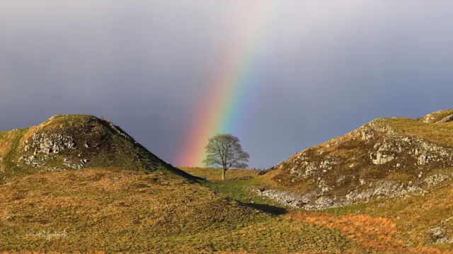 tree with rainbow on horizon