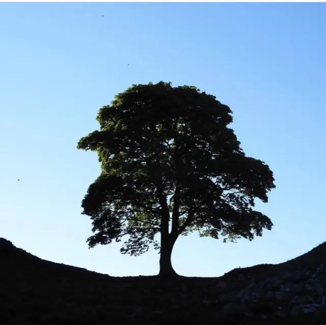 Photo of the Sycamore Gap taken by Harriet Robinson in June 2021