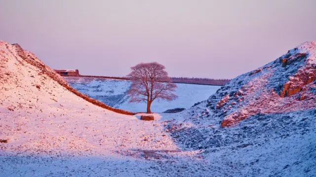 Tree in winter snow