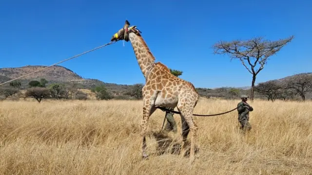 The giraffes being resettled in September 2023.