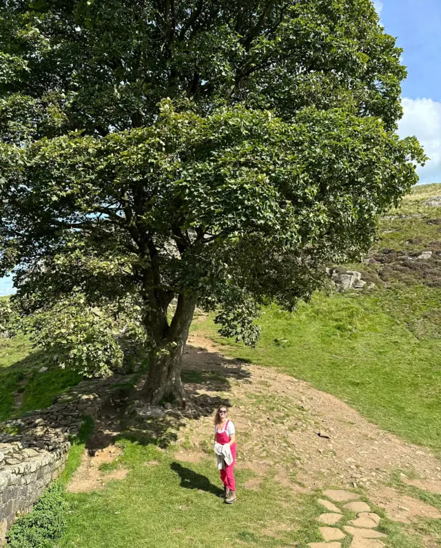 Sycamore Gap Tree in August 2023