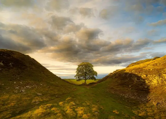 The sycamore tree at Sycamore Gap