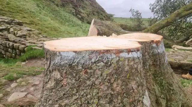 The stump of the felled tree at Sycamore Gap, Northumberland