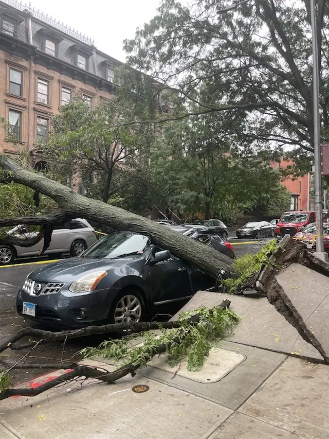 A tree falls on a car in Brooklyn