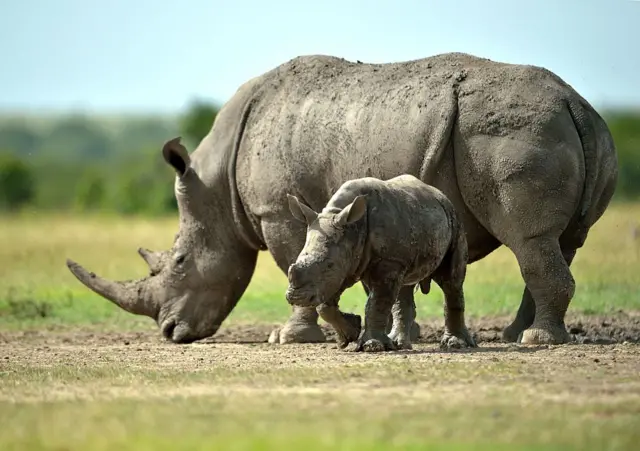 A southern-white female rhino with her calf roam the Ol Pejeta conservancy in Kenya - June 2015