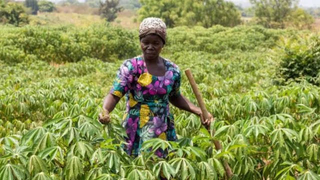 A woman on a cassava farm in Uganda