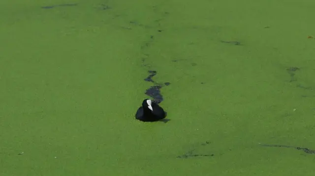 A coot swims through duckweed covering the surface of Limehouse Basin marina, as the recent warm weather has caused the floating weed to proliferate, starving the water of oxygen much needed by aquatic wildlife, and posing a risk to animals that might mistake it for grass, in London, Britain, September 6, 2023.