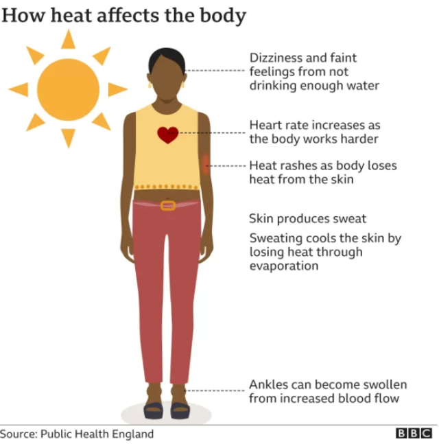 Graphic showing how heat affects the body