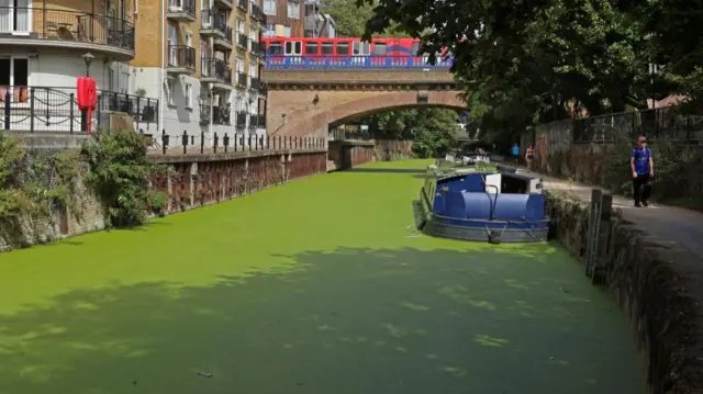 A passer-by walks along the towpath alongside duckweed covering the surface of the River Lee Navigation canal, as the recent warm weather has caused the floating weed to proliferate, starving the water of oxygen much needed by aquatic wildlife, and posing a risk to animals that might mistake it for grass, in London.