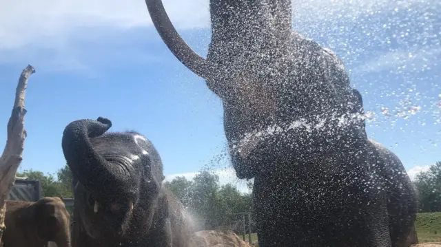 Elephants at Blackpool Zoo throw water on themselves to keep cool