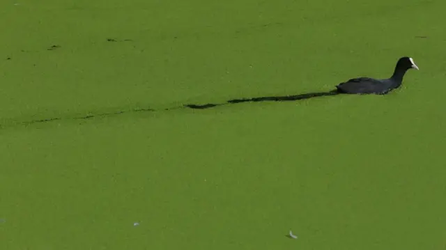 A coot swims through duckweed covering the surface of Limehouse Basin marina, as the recent warm weather has caused the floating weed to proliferate, starving the water of oxygen much needed by aquatic wildlife, and posing a risk to animals that might mistake it for grass, in London, Britain, September 6, 2023.