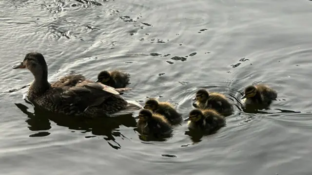 Family of ducks swimming at St James's park