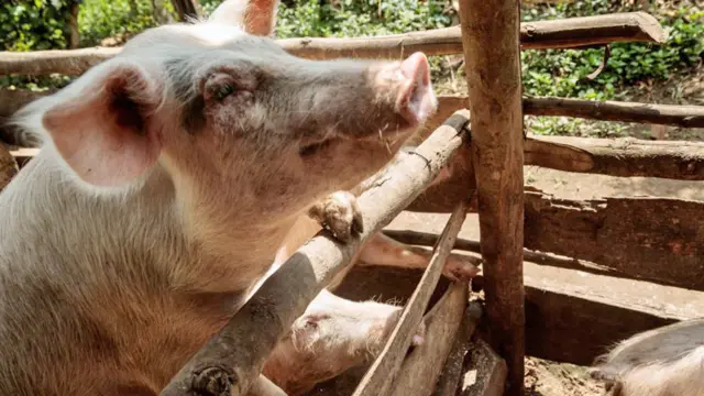 Pigs in central Uganda