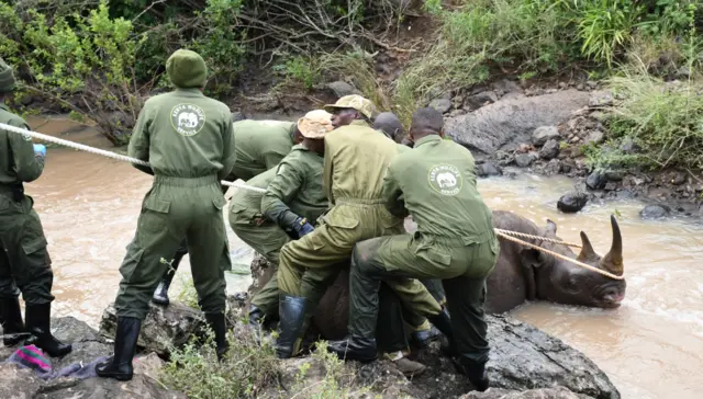 Kenya Wildlife Service officers prepare a rhino for translocation