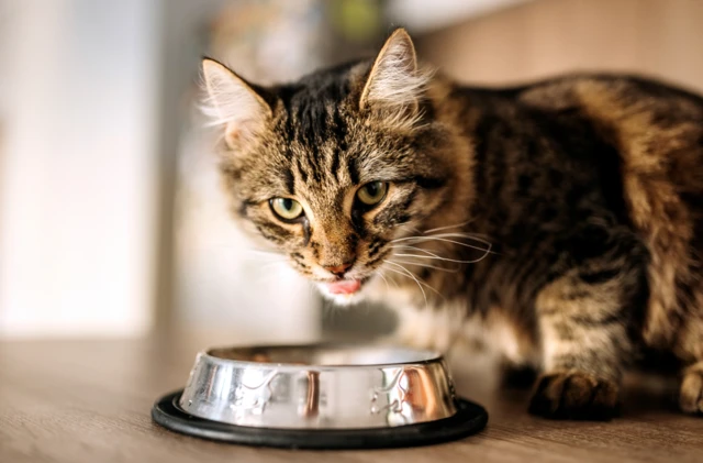 A cat eating from a bowl