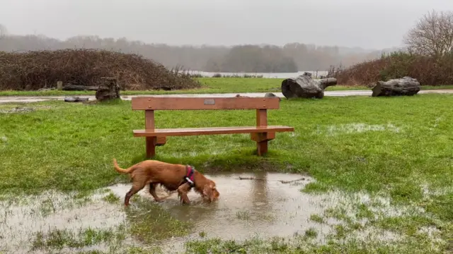 Cocker Spaniel next to bench at Colwick Country Park