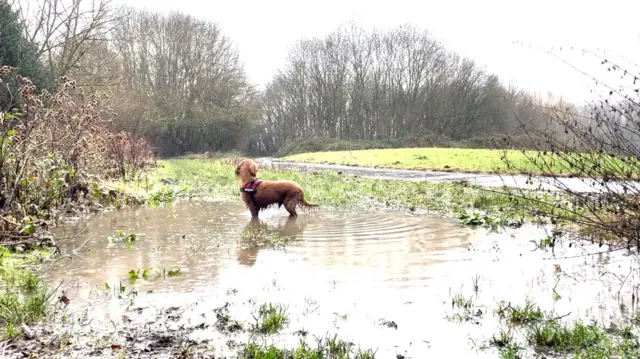 Cocker Spaniel in water at Colwick Country Park