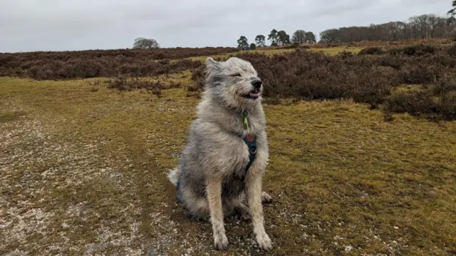 A dog in Stoney Cross Hampshire