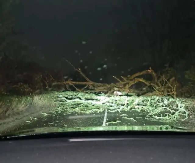 Tree on road from Monkhill to Kirkandrews