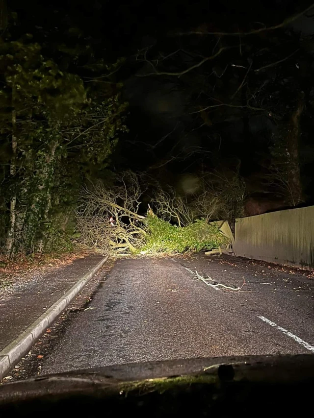 Tree fallen in Rugby