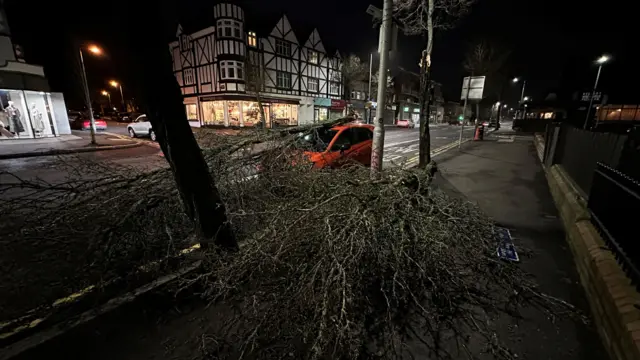 A fallen tree on Lisburn Road, Belfast