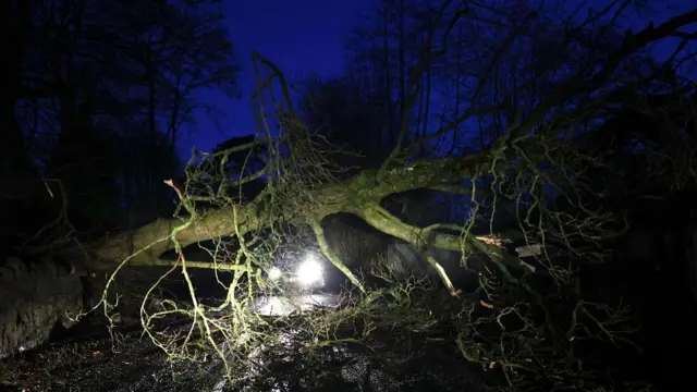 Tree collapsed in Northern Ireland after Storm Isha