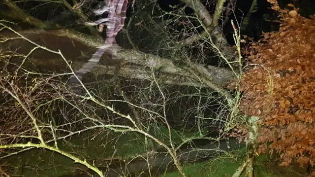 A tree fallen during storm