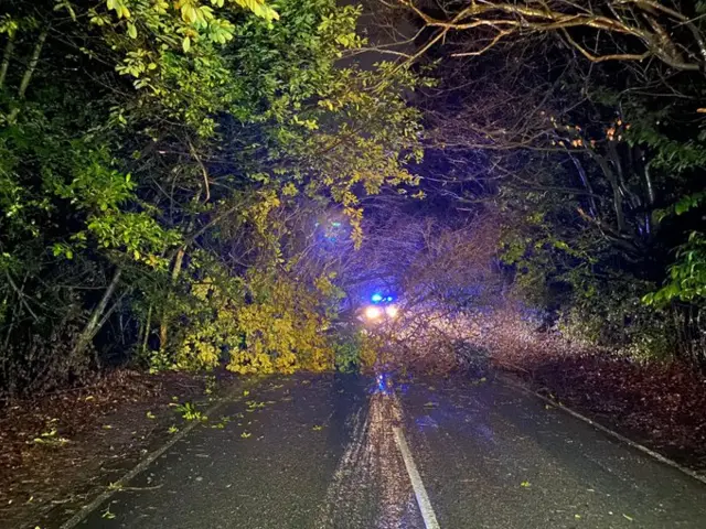 Fallen tree