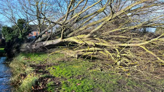 A fallen tree at a pond in Norfolk