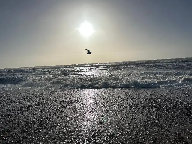 Bird in flight at Rye Harbour