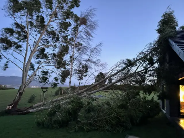 A tree that has fallen and caused damage to the roof of a house in the Scottish Highlands.