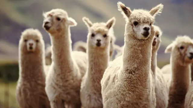 A herd of alpacas