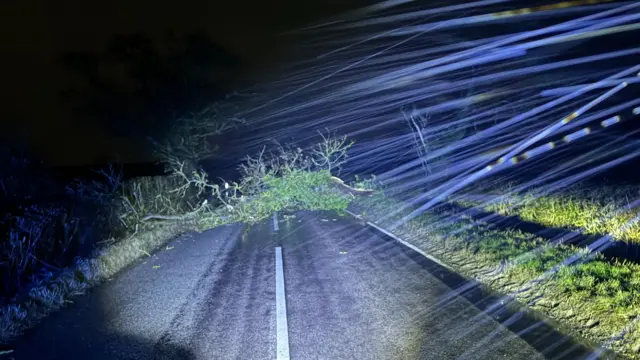 A tree fallen in the road at night