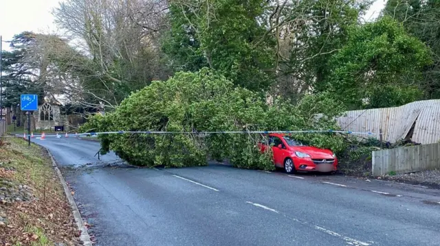 A tree fallen on a red car