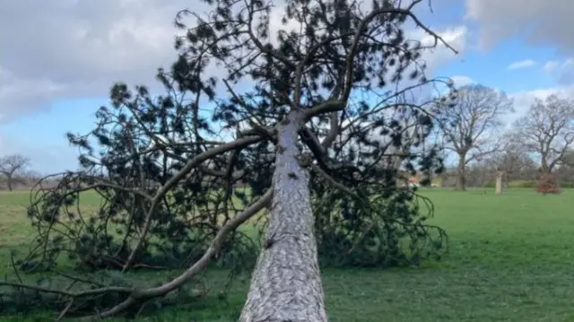 A fallen tree