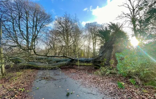 A fallen tree blocks a path