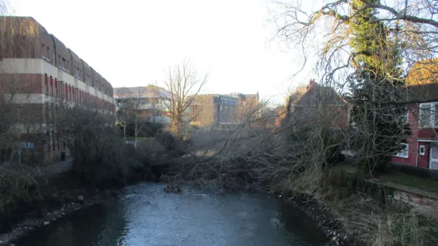 A tree collapsed on a river in Colchester, Essex