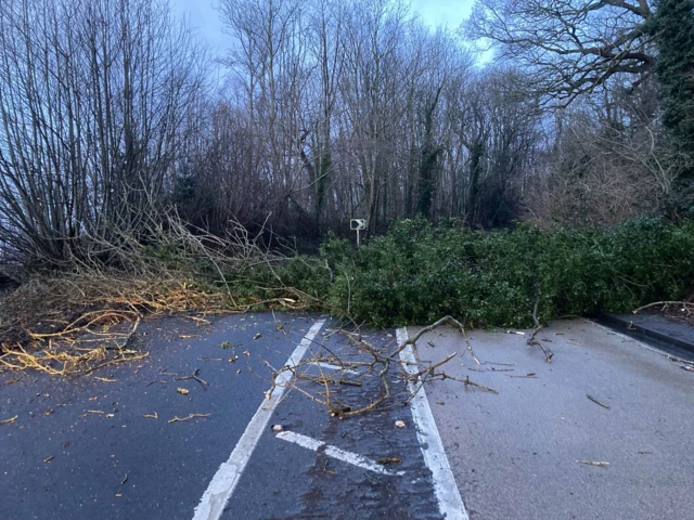 Tree blocking the A225