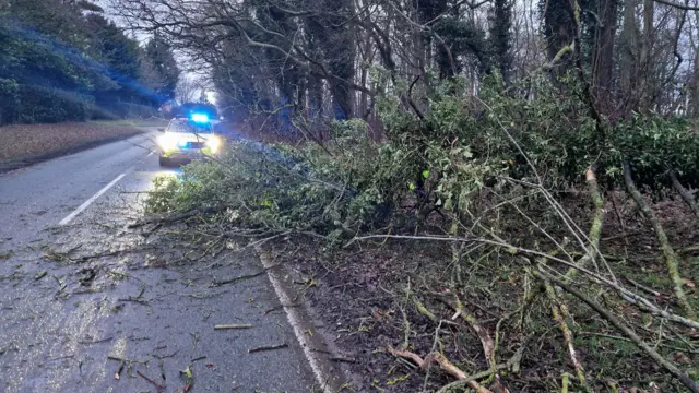 A tree fallen across a road and a police car parked behind it