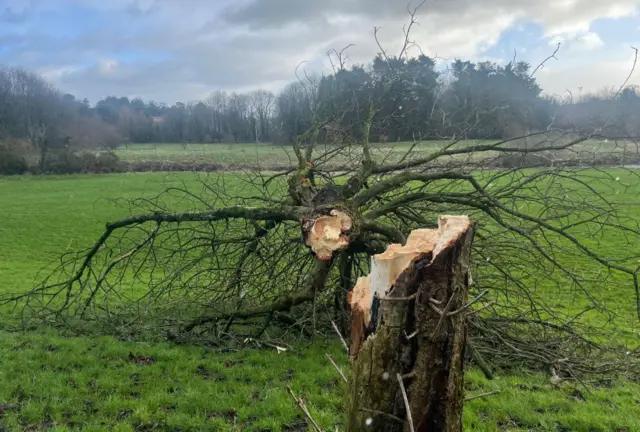 A fallen tree